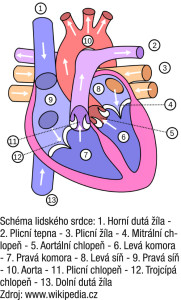 srdce